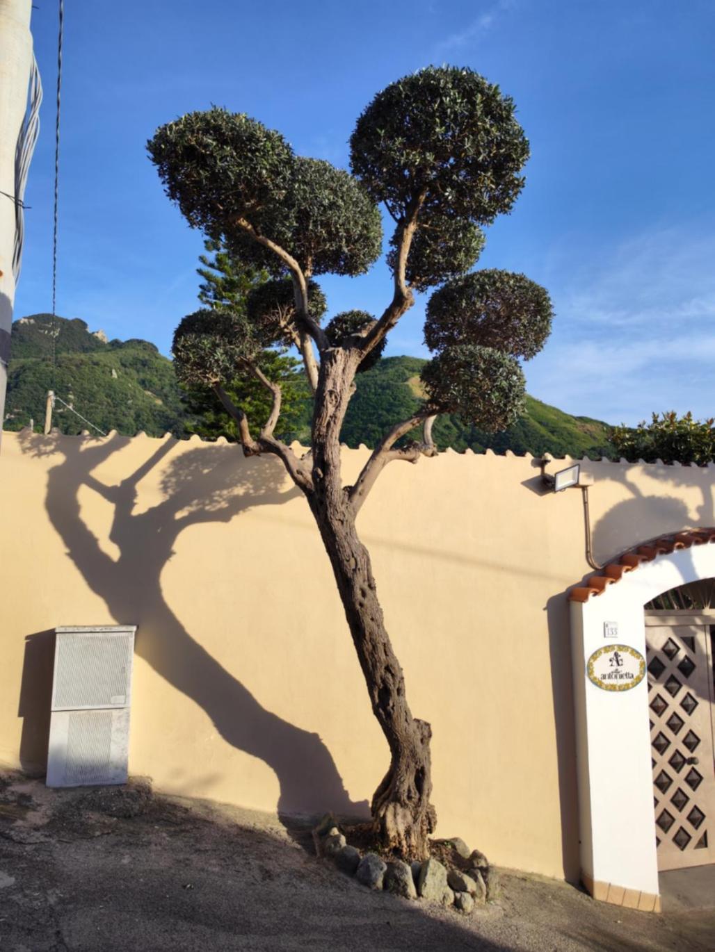 Villa Antonietta Ischia Exterior photo