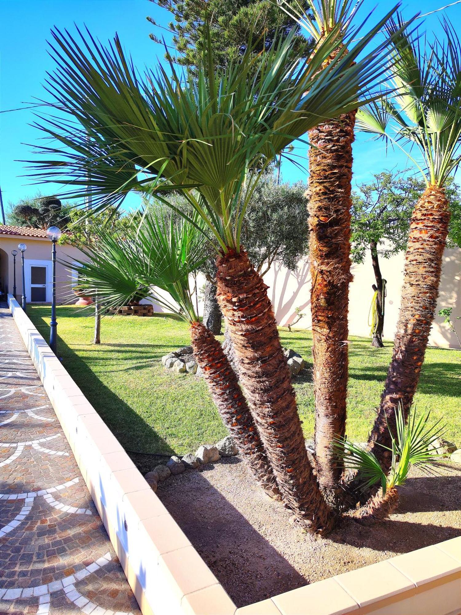 Villa Antonietta Ischia Exterior photo